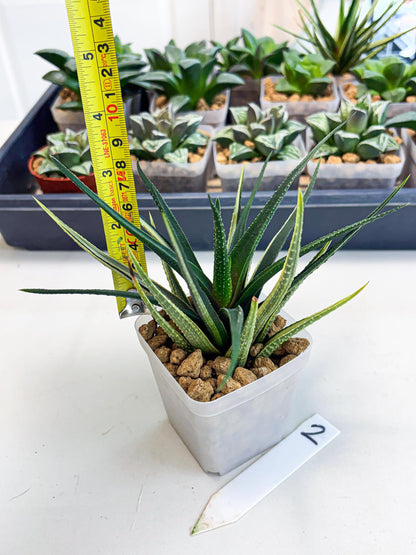Haworthia Aura (wa2) (p2) | Rare Succulent