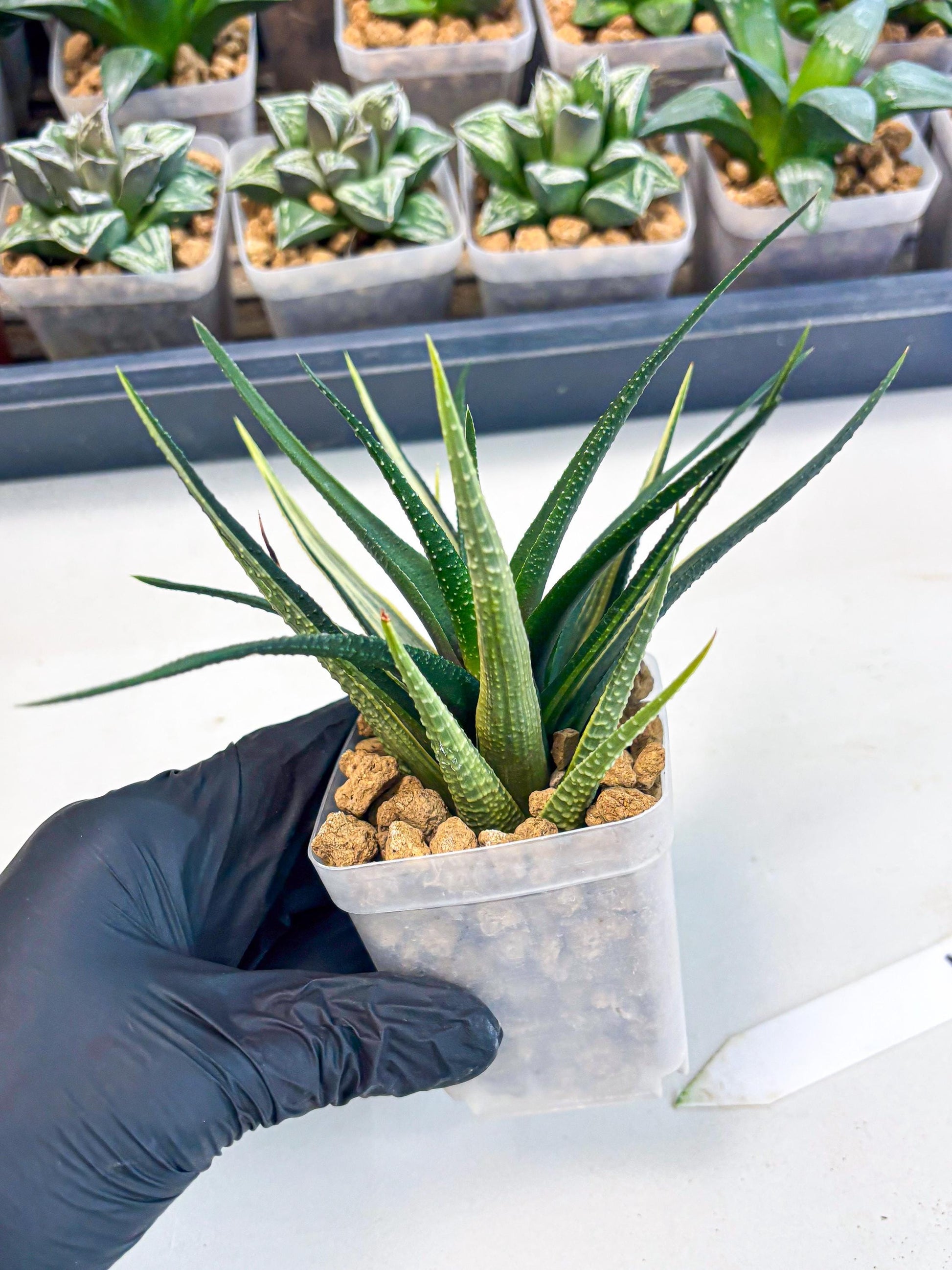 Haworthia Aura (wa2) (p2) | Rare Succulent
