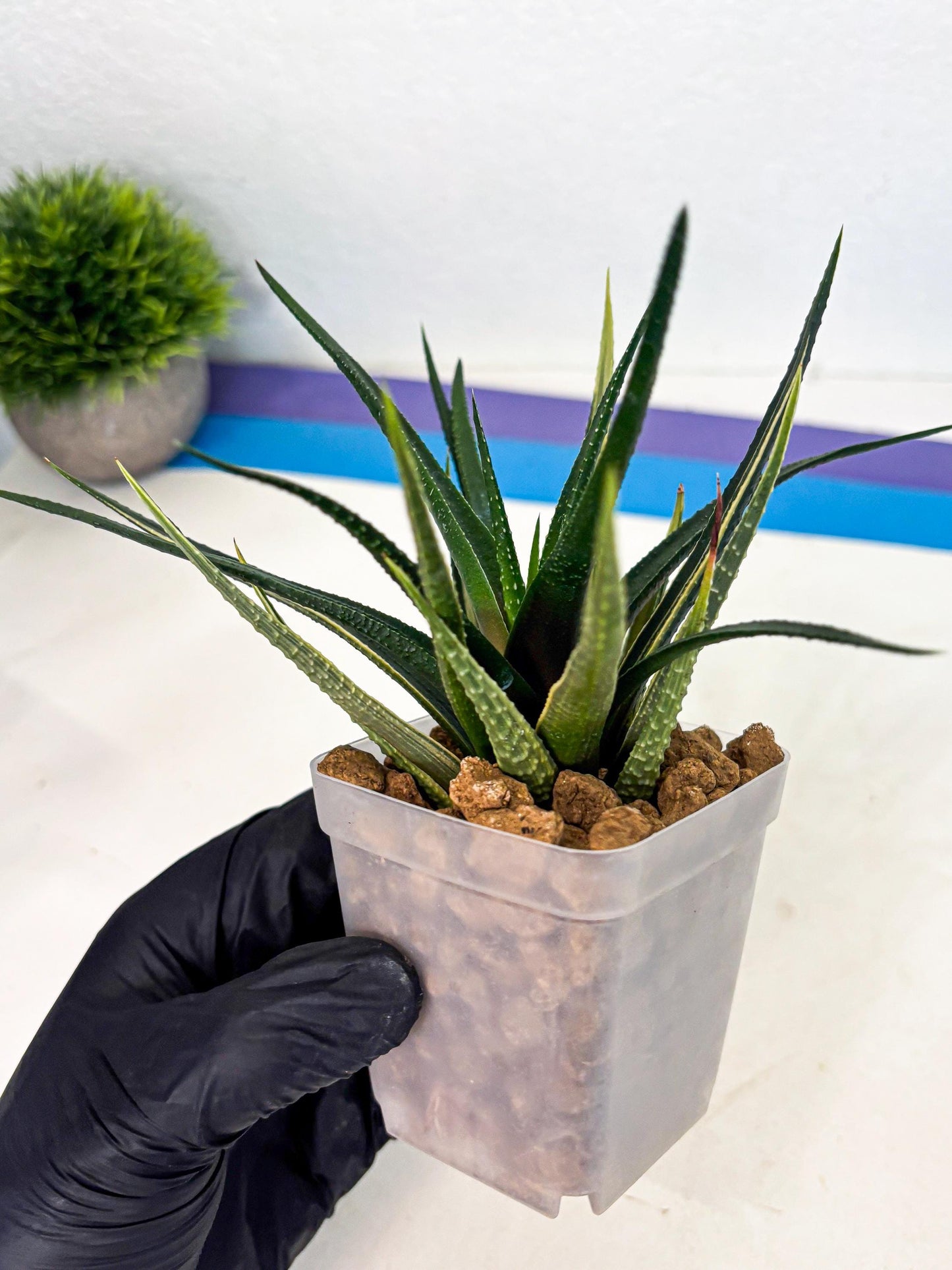 Haworthia Aura (wa2) (p2) | Rare Succulent