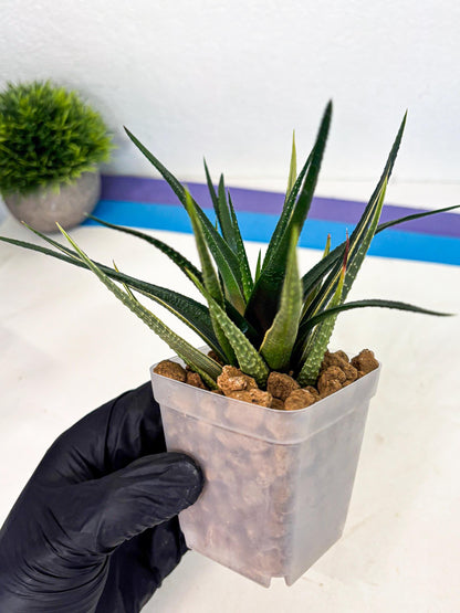 Haworthia Aura (wa2) (p2) | Rare Succulent