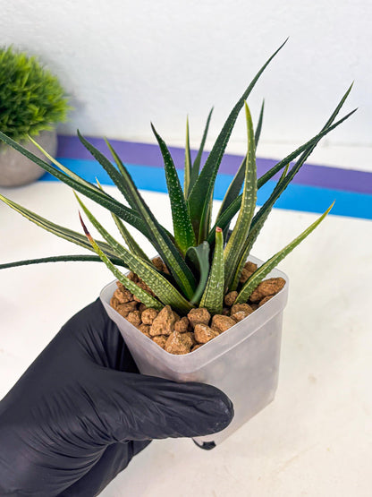 Haworthia Aura (wa2) (p2) | Rare Succulent