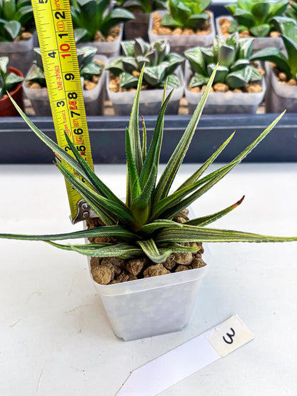 Haworthia Aura (wa2) (p3) | Rare Succulent