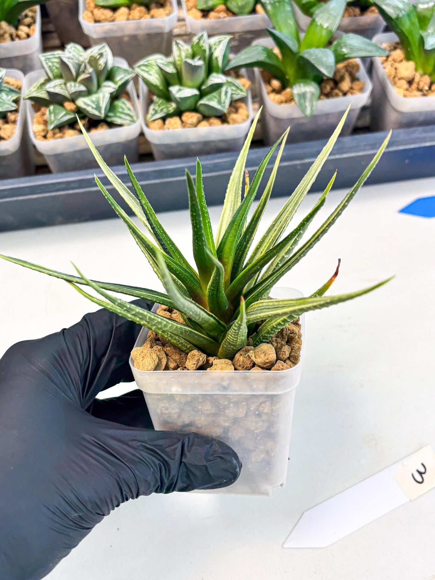 Haworthia Aura (wa2) (p3) | Rare Succulent