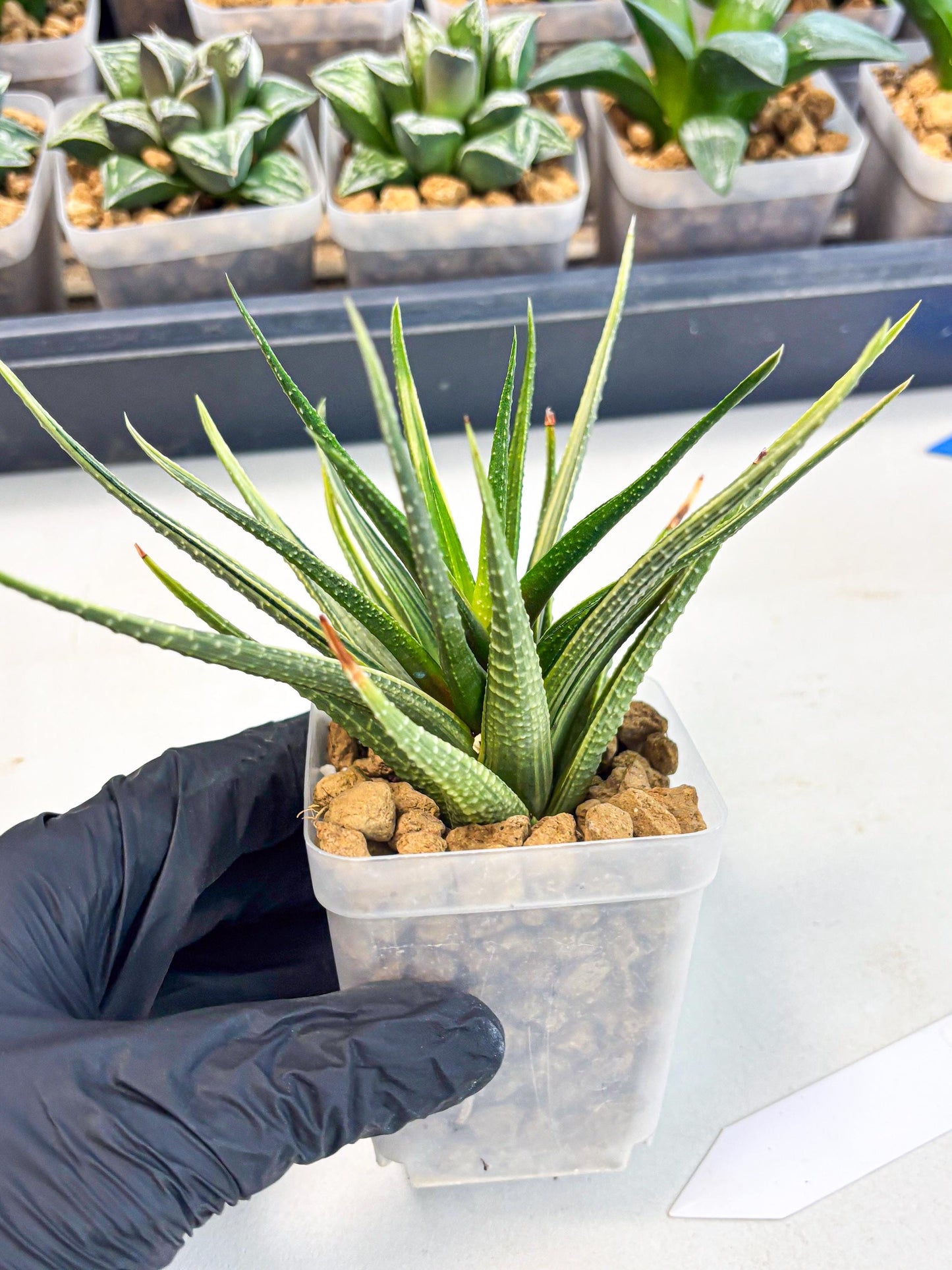 Haworthia Aura (wa2) (p3) | Rare Succulent