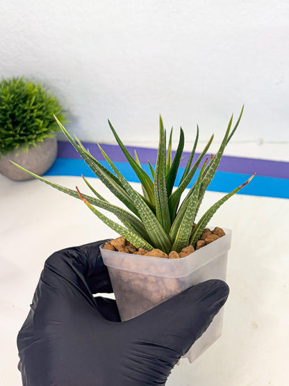 Haworthia Aura (wa2) (p3) | Rare Succulent