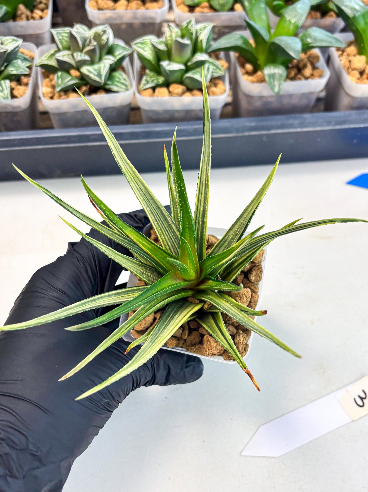 Haworthia Aura (wa2) (p3) | Rare Succulent