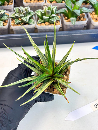 Haworthia Aura (wa2) (p3) | Rare Succulent