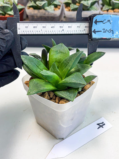 Haworthia Stabilo (wa2) (p4) | Rare Succulent