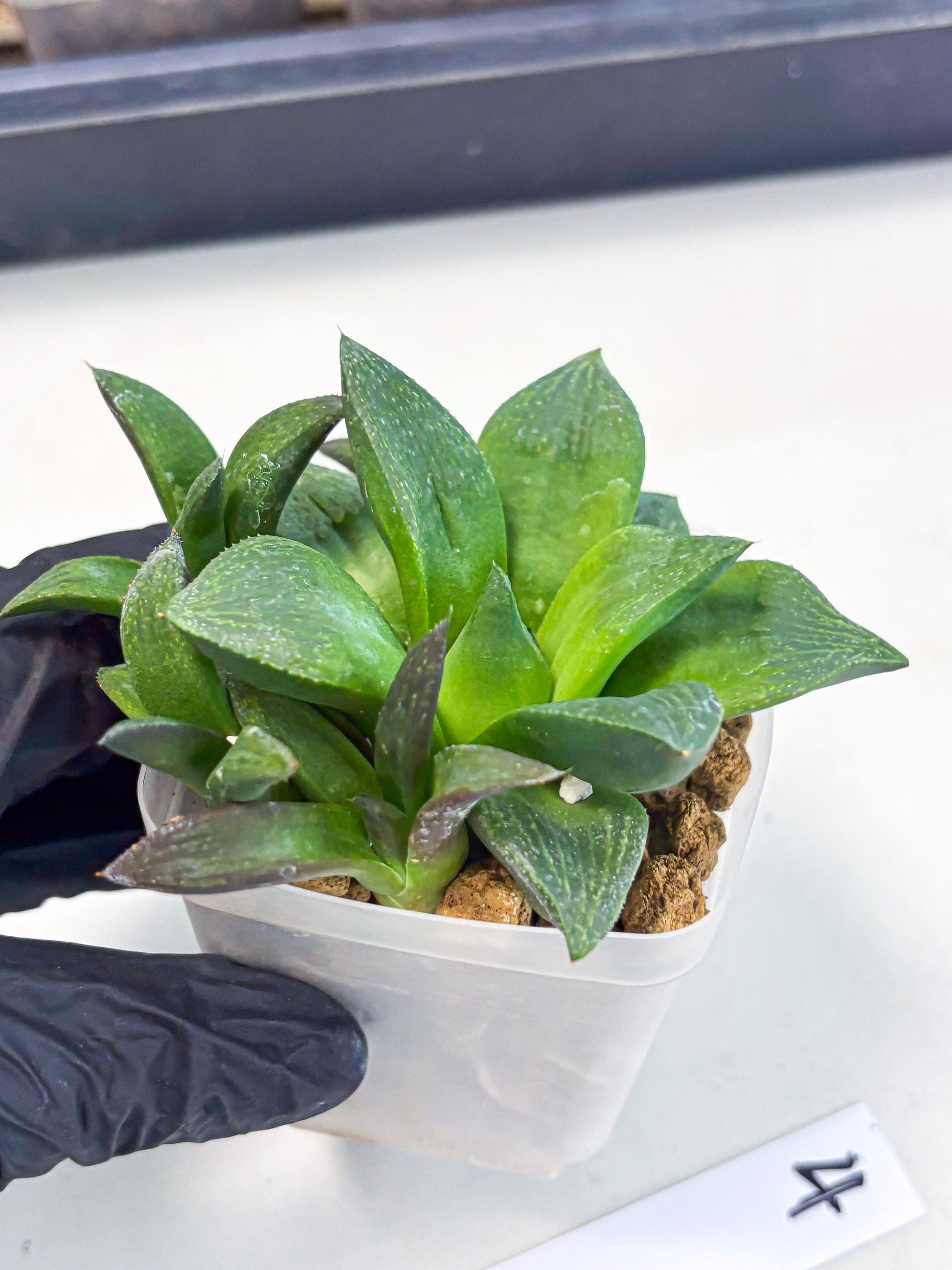 Haworthia Stabilo (wa2) (p4) | Rare Succulent