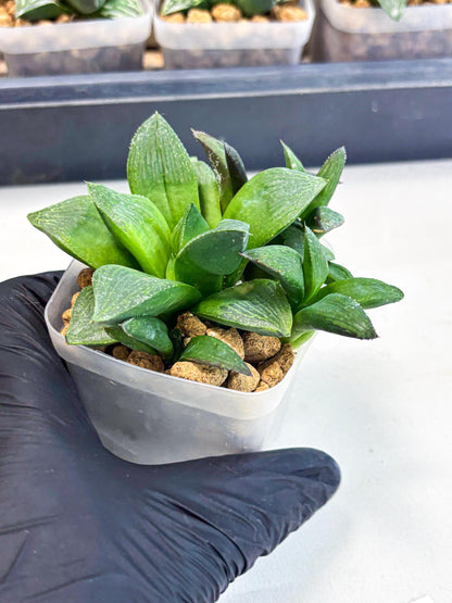 Haworthia Stabilo (wa2) (p4) | Rare Succulent