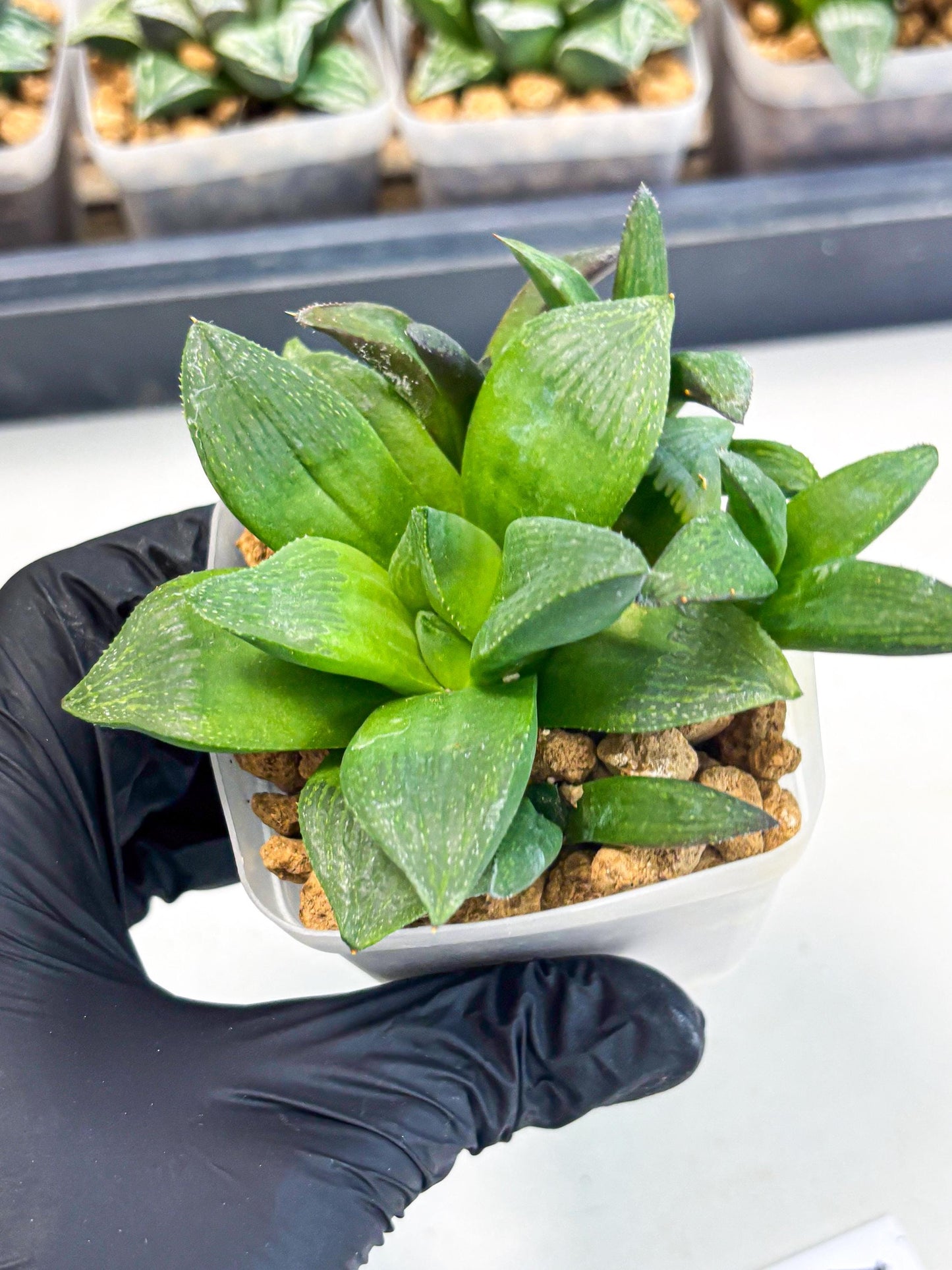 Haworthia Stabilo (wa2) (p4) | Rare Succulent
