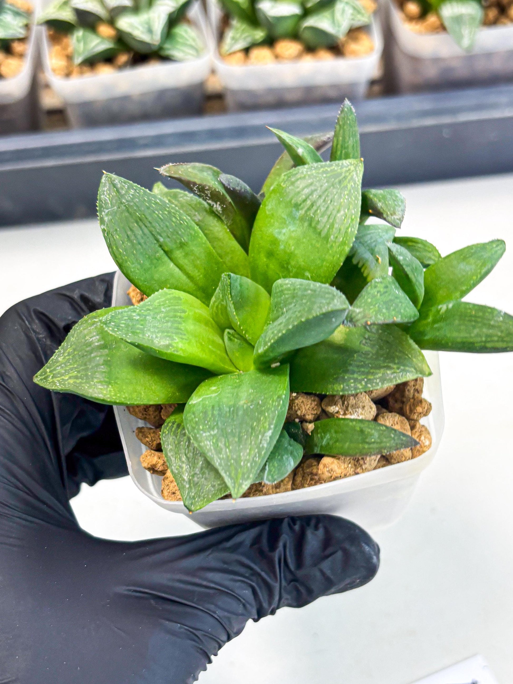 Haworthia Stabilo (wa2) (p4) | Rare Succulent