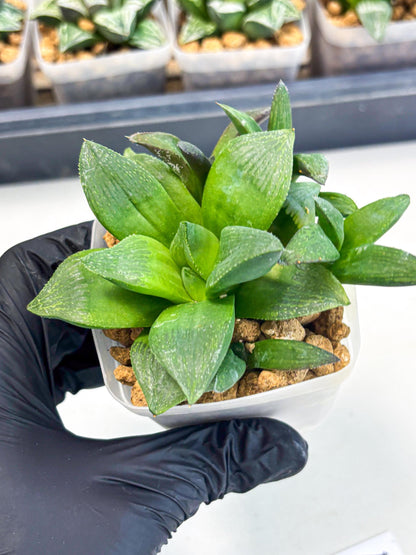 Haworthia Stabilo (wa2) (p4) | Rare Succulent