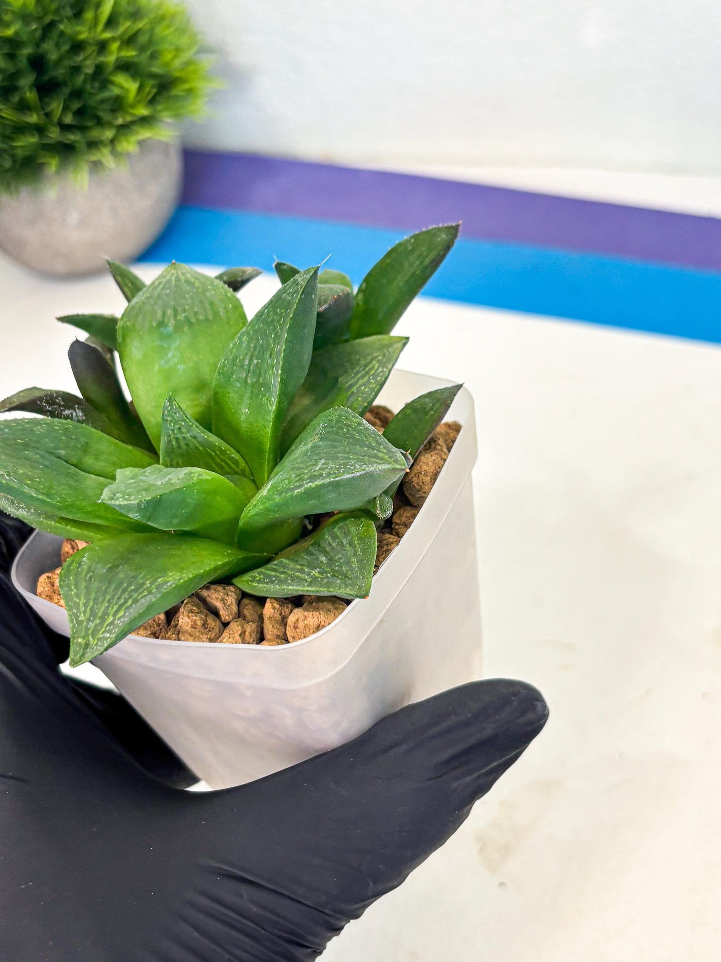 Haworthia Stabilo (wa2) (p4) | Rare Succulent