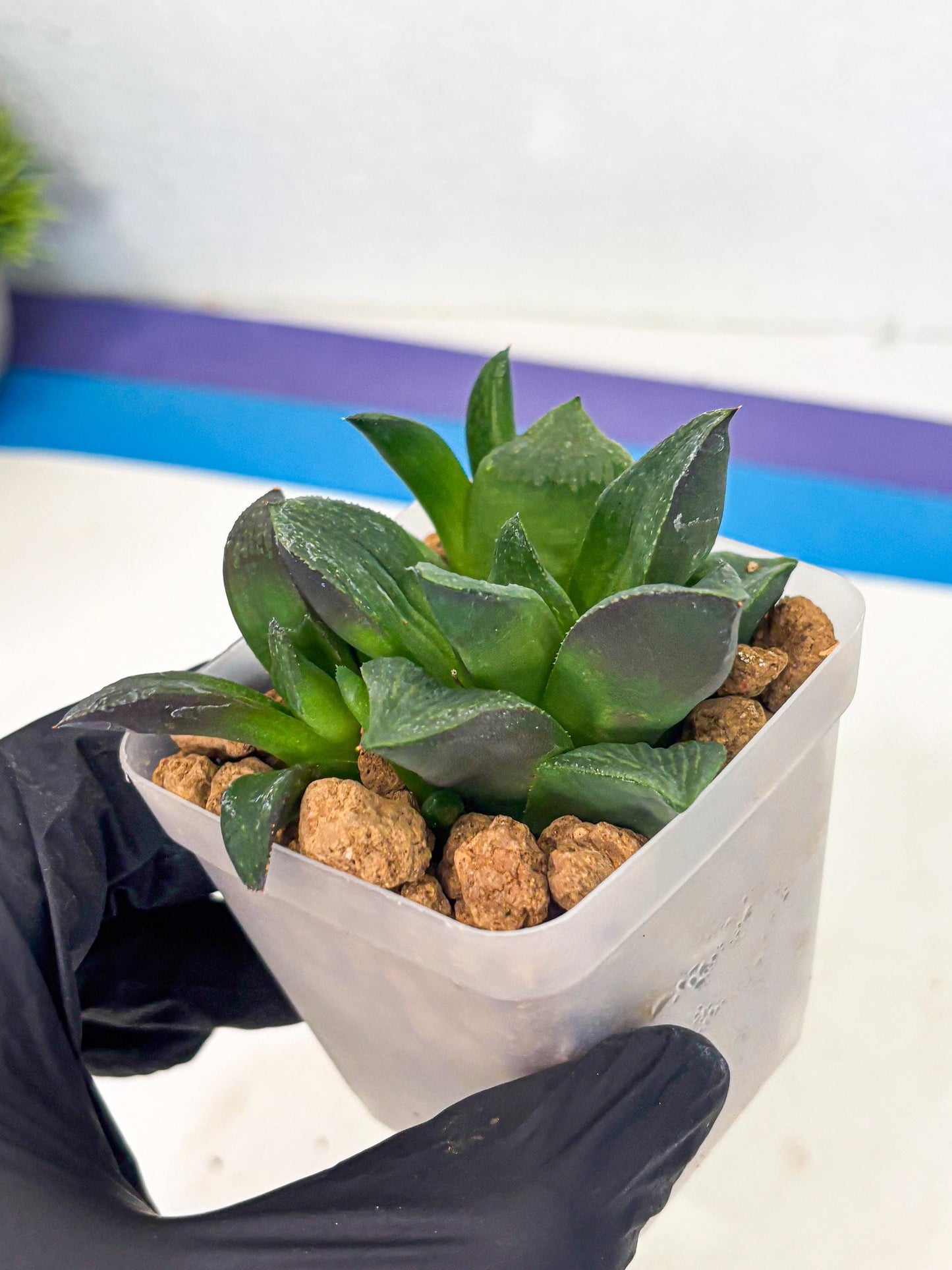 Haworthia Stabilo (wa2) (p5) | Rare Succulent
