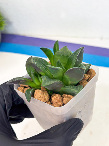 Haworthia Stabilo (wa2) (p5) | Rare Succulent
