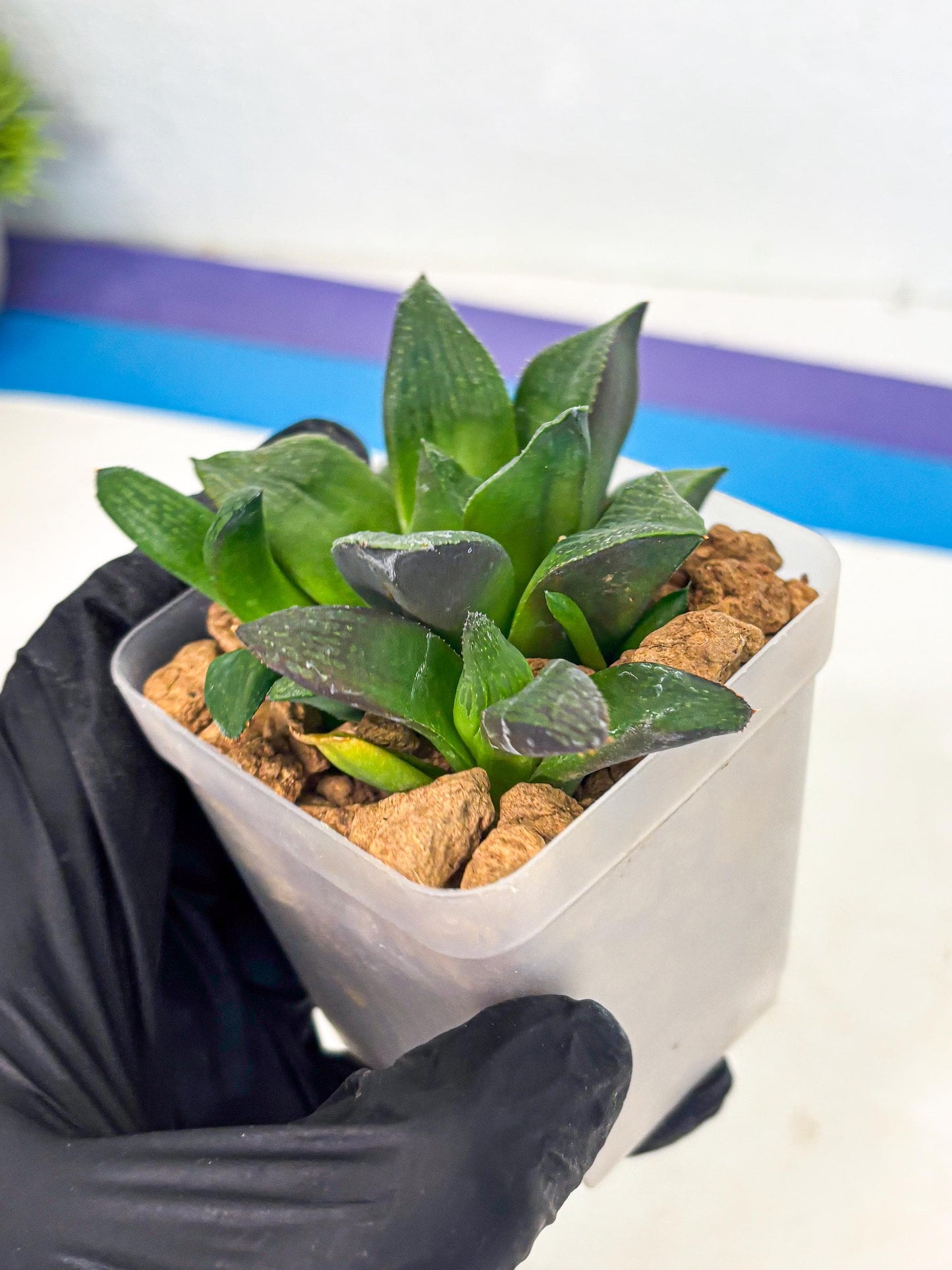 Haworthia Stabilo (wa2) (p5) | Rare Succulent