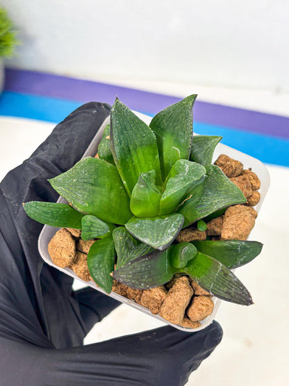 Haworthia Stabilo (wa2) (p5) | Rare Succulent
