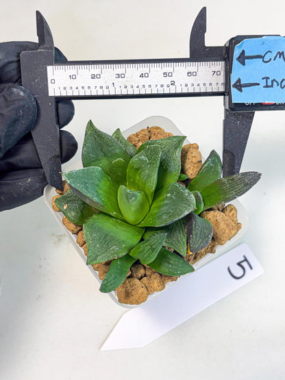 Haworthia Stabilo (wa2) (p5) | Rare Succulent