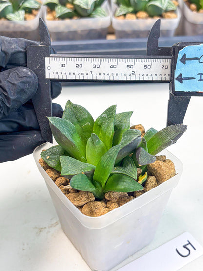 Haworthia Stabilo (wa2) (p5) | Rare Succulent