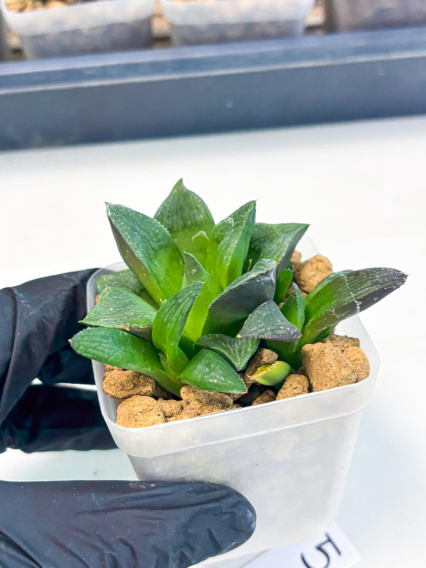 Haworthia Stabilo (wa2) (p5) | Rare Succulent