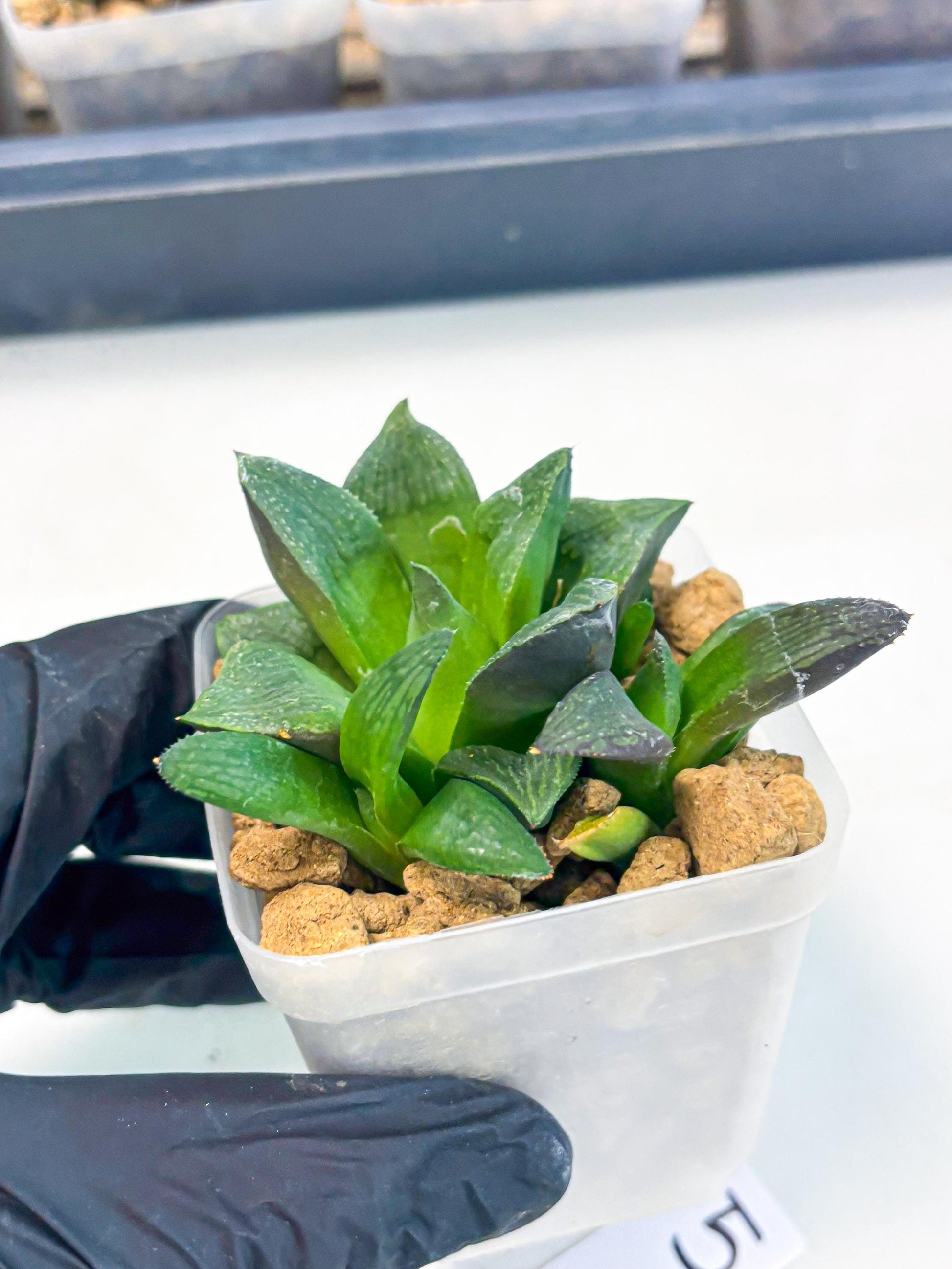 Haworthia Stabilo (wa2) (p5) | Rare Succulent