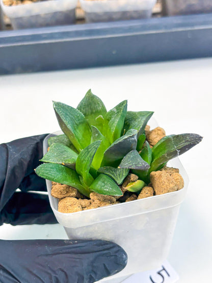 Haworthia Stabilo (wa2) (p5) | Rare Succulent