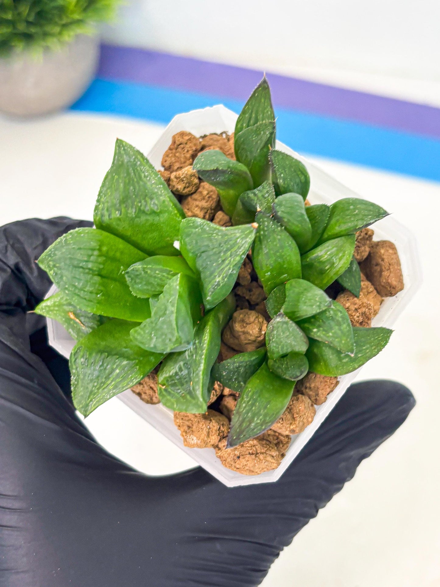 Haworthia Stabilo (wa2) (p6) | Rare Succulent