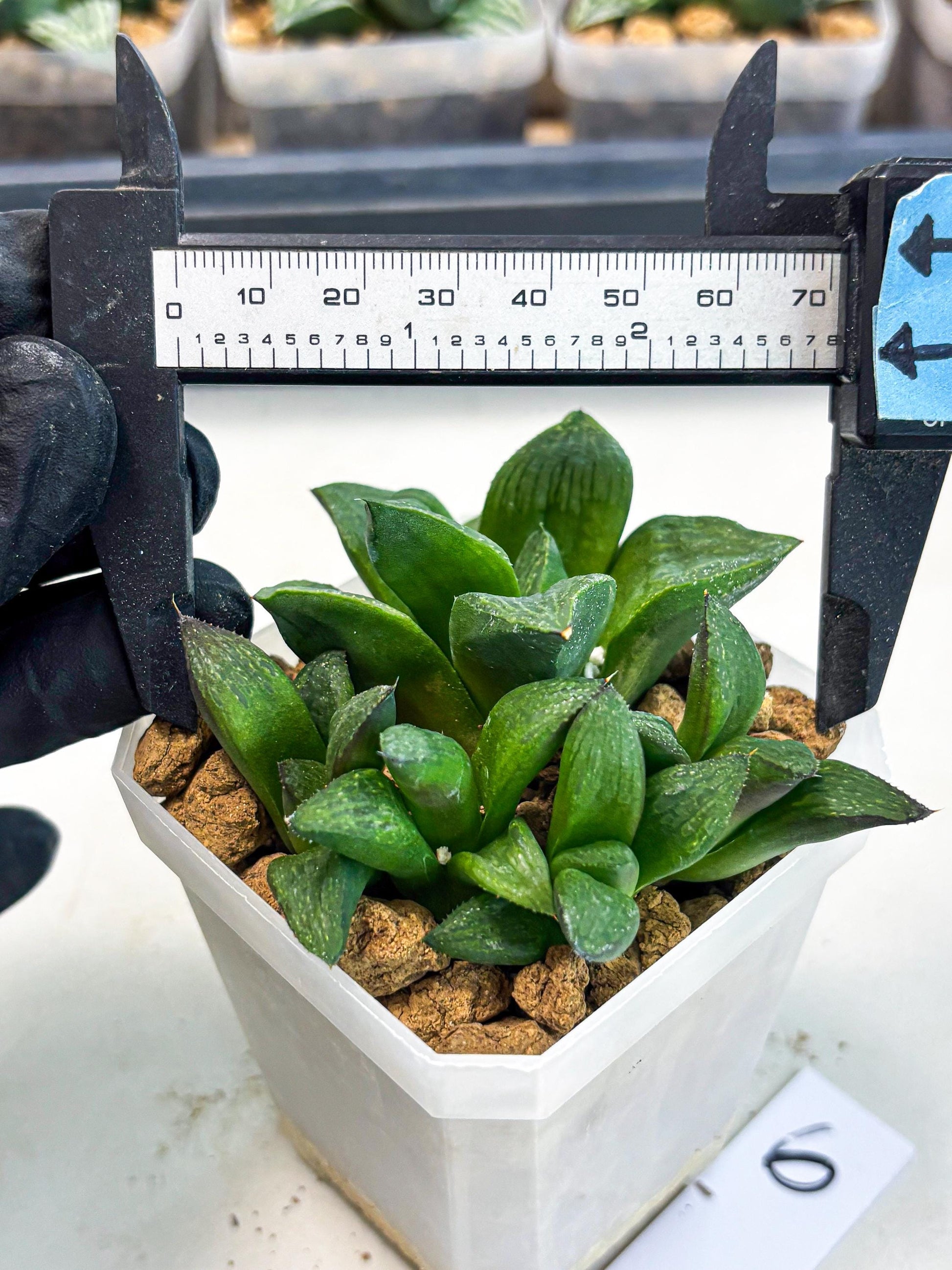 Haworthia Stabilo (wa2) (p6) | Rare Succulent