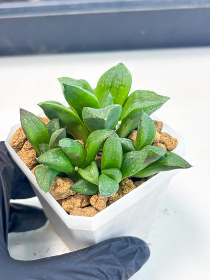 Haworthia Stabilo (wa2) (p6) | Rare Succulent