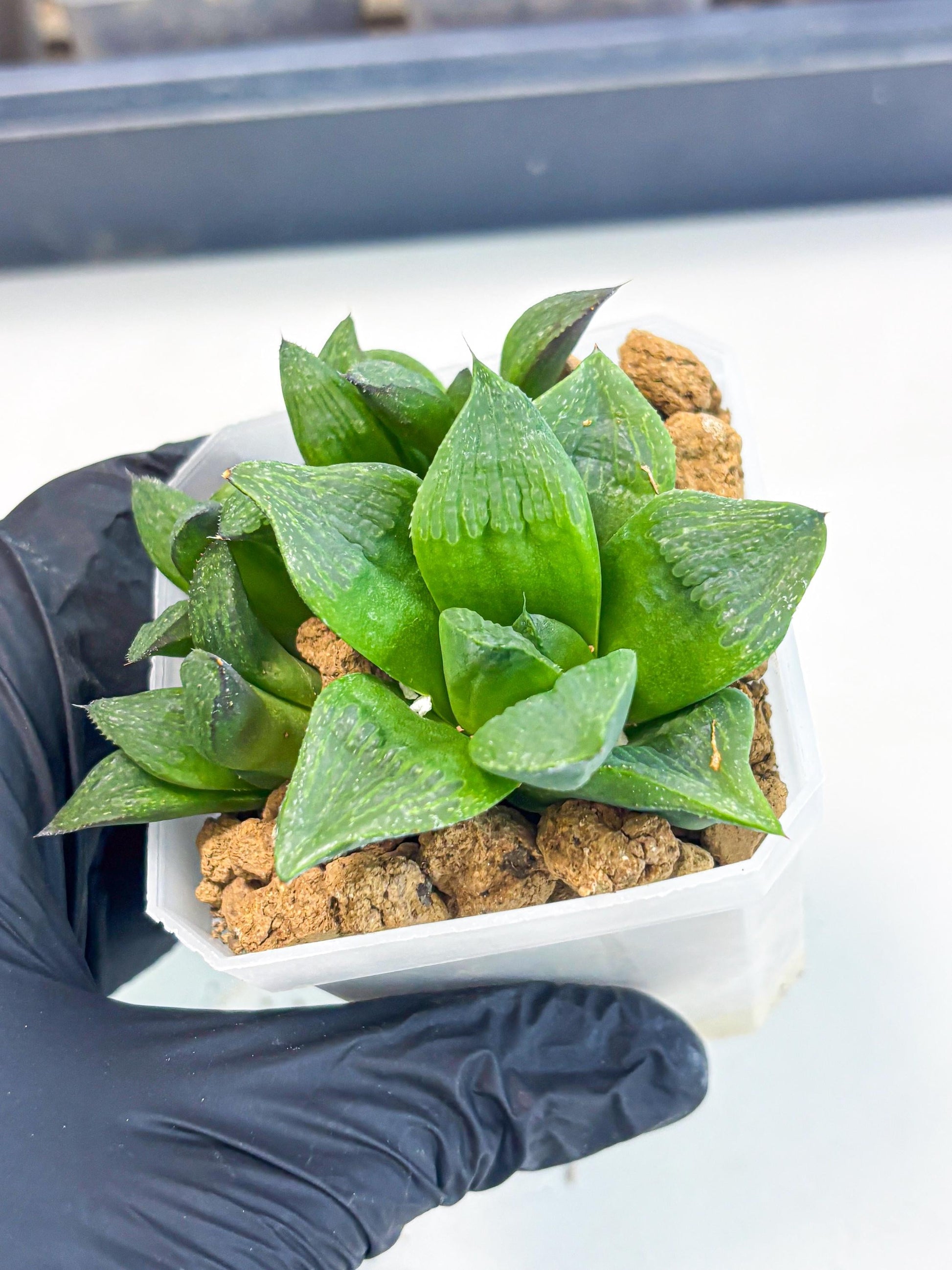 Haworthia Stabilo (wa2) (p6) | Rare Succulent