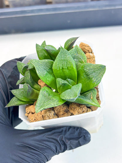 Haworthia Stabilo (wa2) (p6) | Rare Succulent