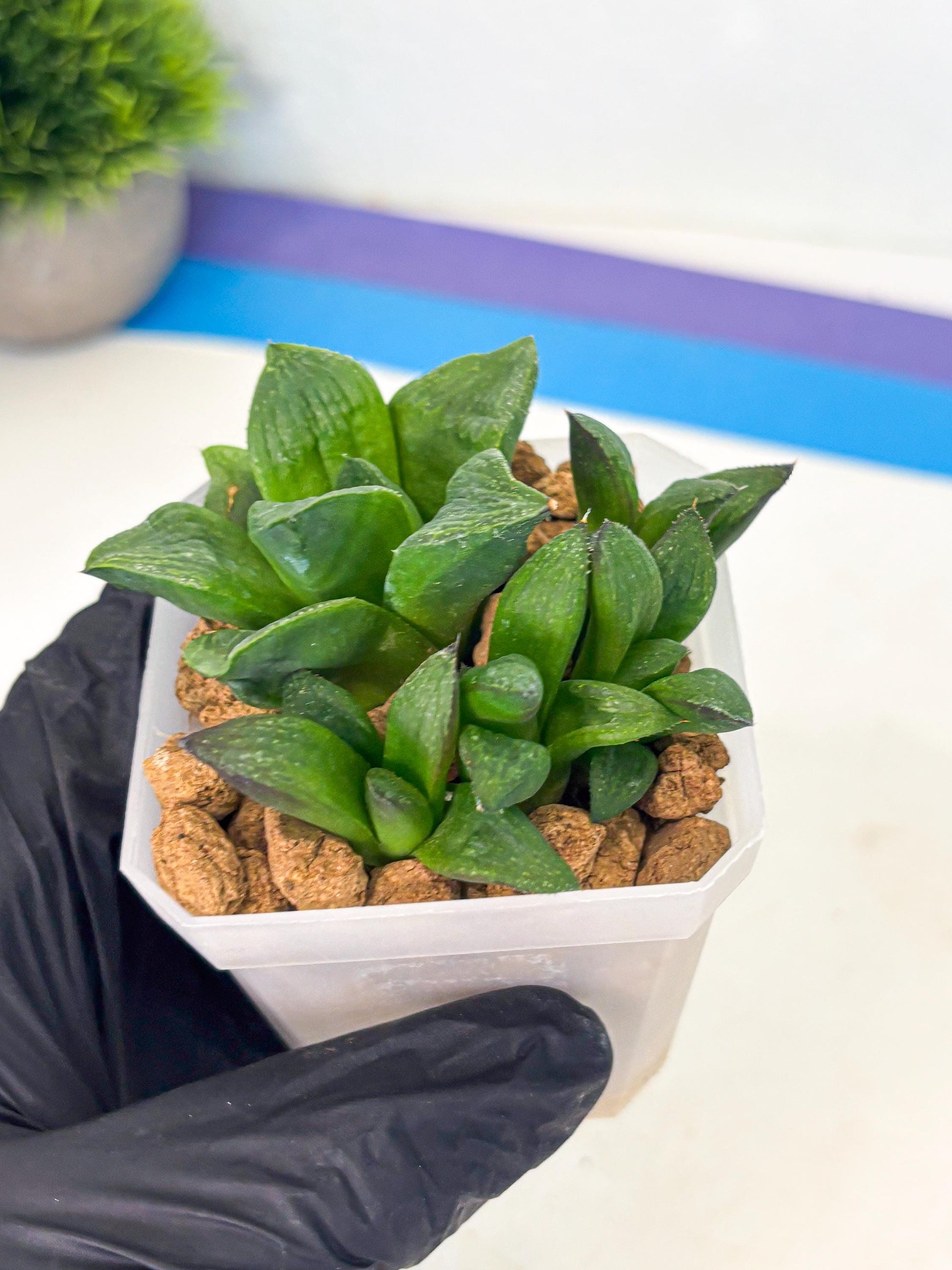 Haworthia Stabilo (wa2) (p6) | Rare Succulent