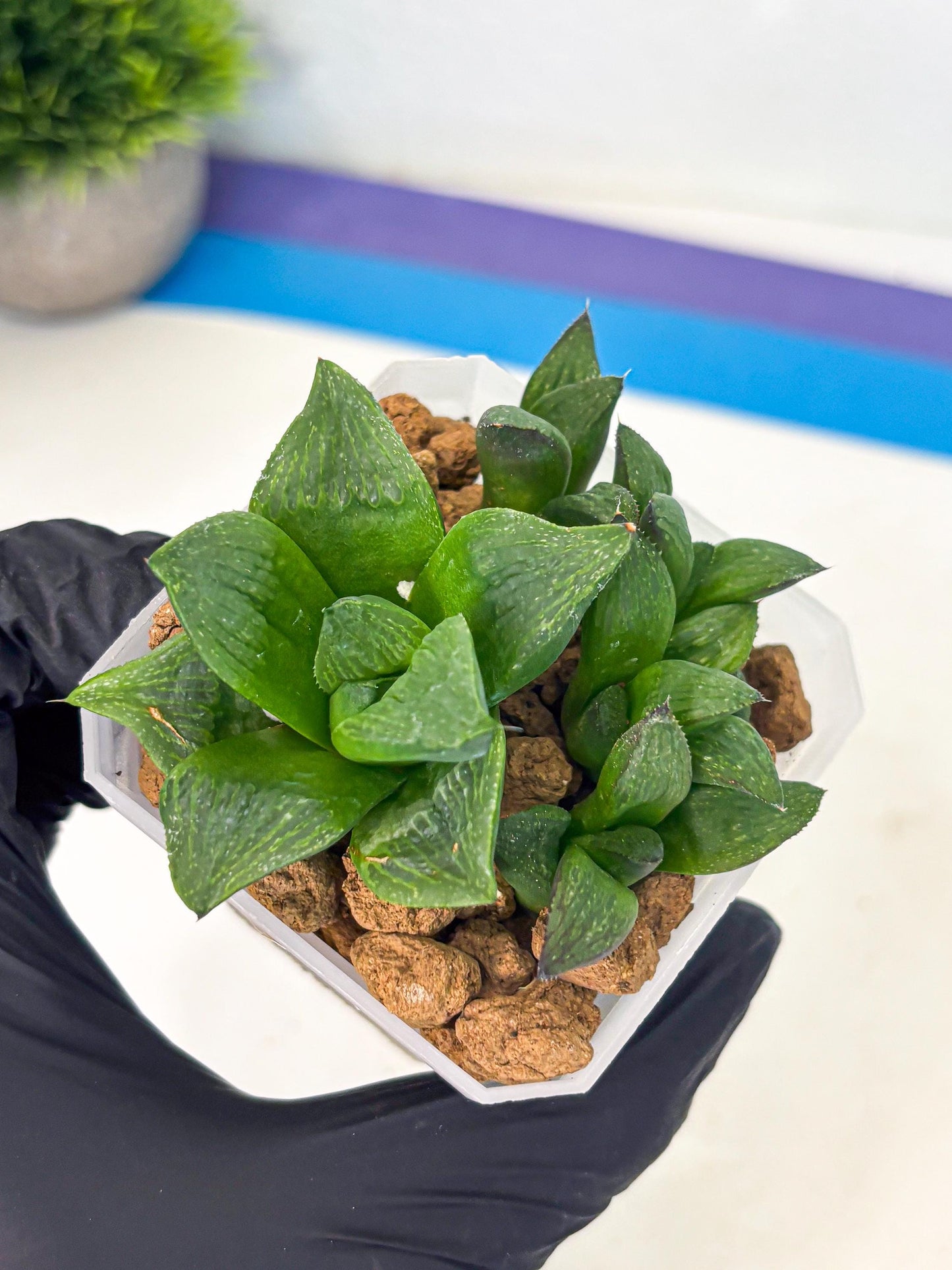 Haworthia Stabilo (wa2) (p6) | Rare Succulent