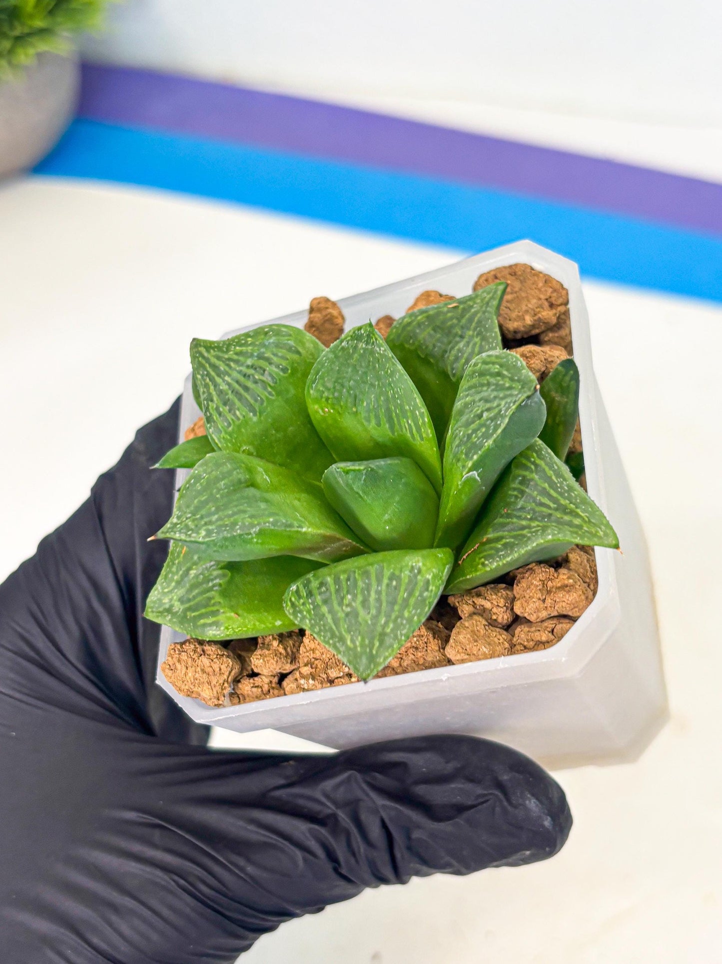 Haworthia Stabilo (wa2) (b1) | Rare Succulent