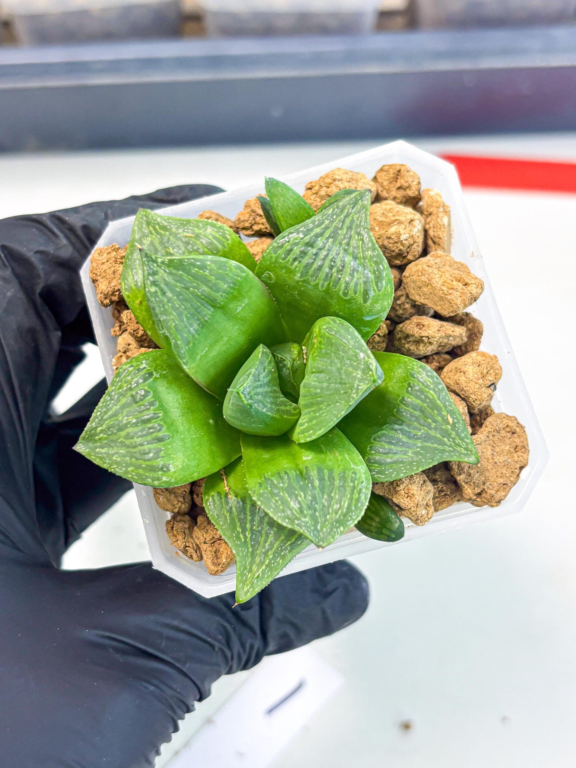Haworthia Stabilo (wa2) (b1) | Rare Succulent