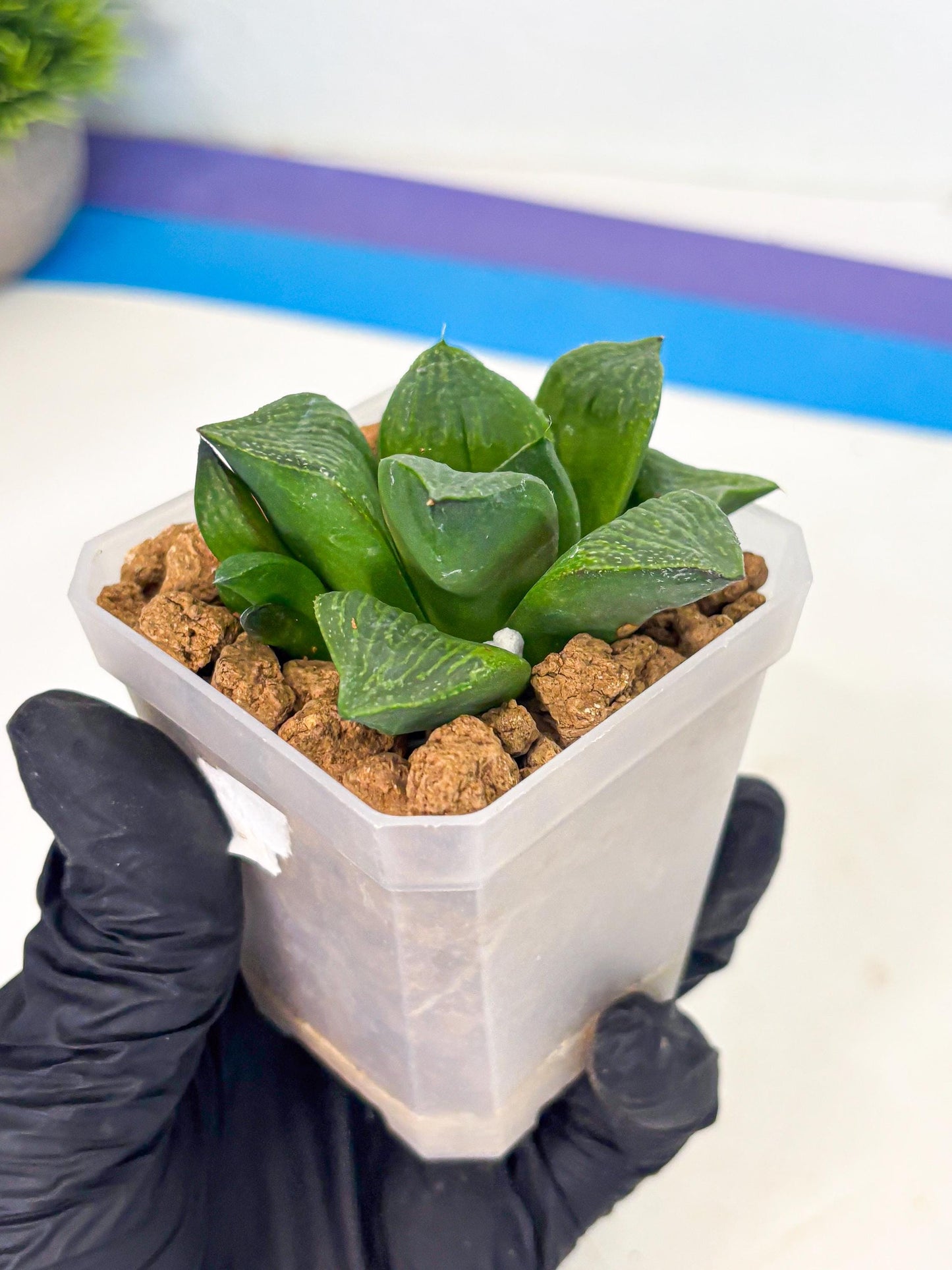 Haworthia Stabilo (wa2) (b1) | Rare Succulent