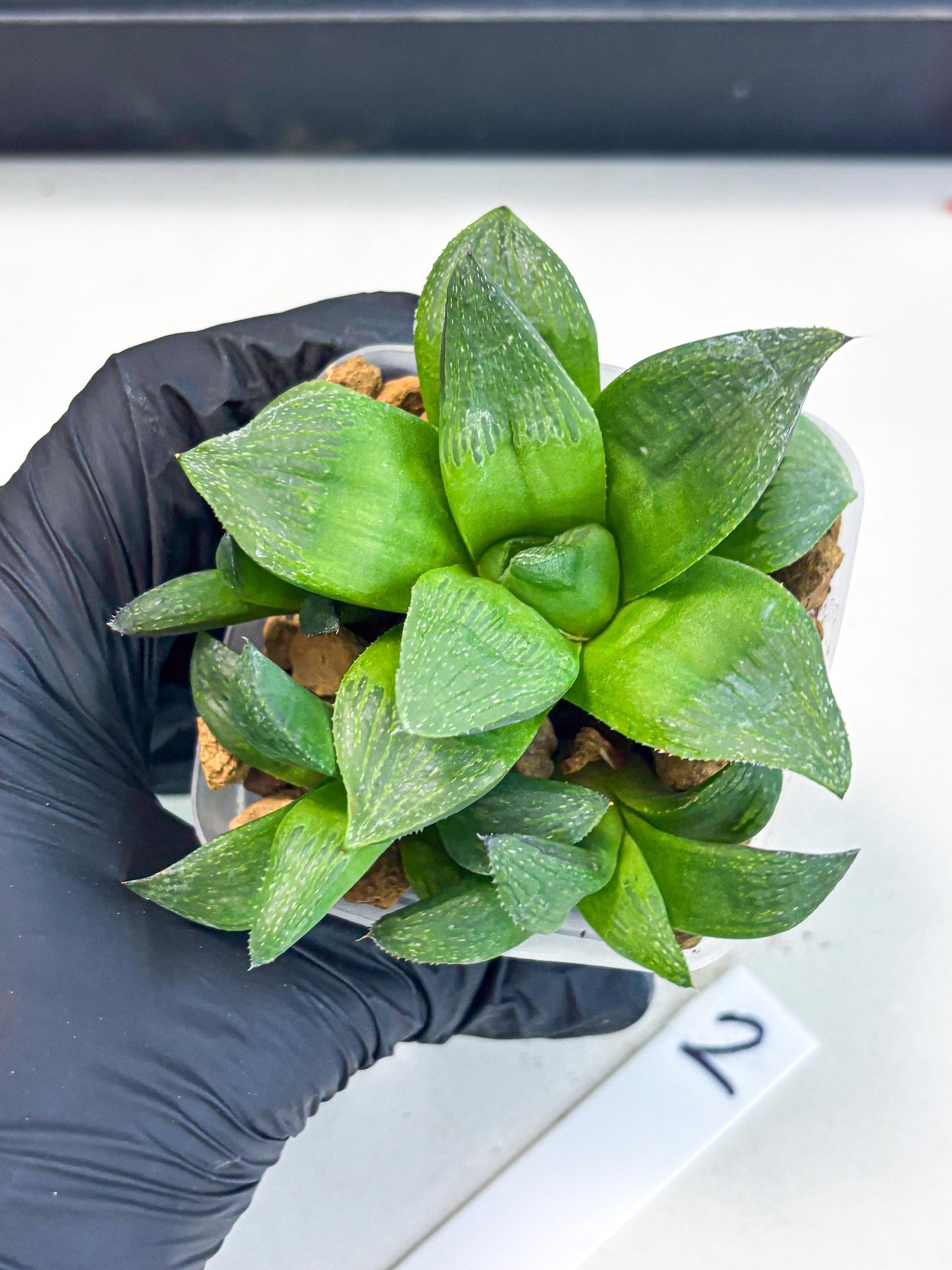 Haworthia Stabilo (wa2) (b2) | Rare Succulent