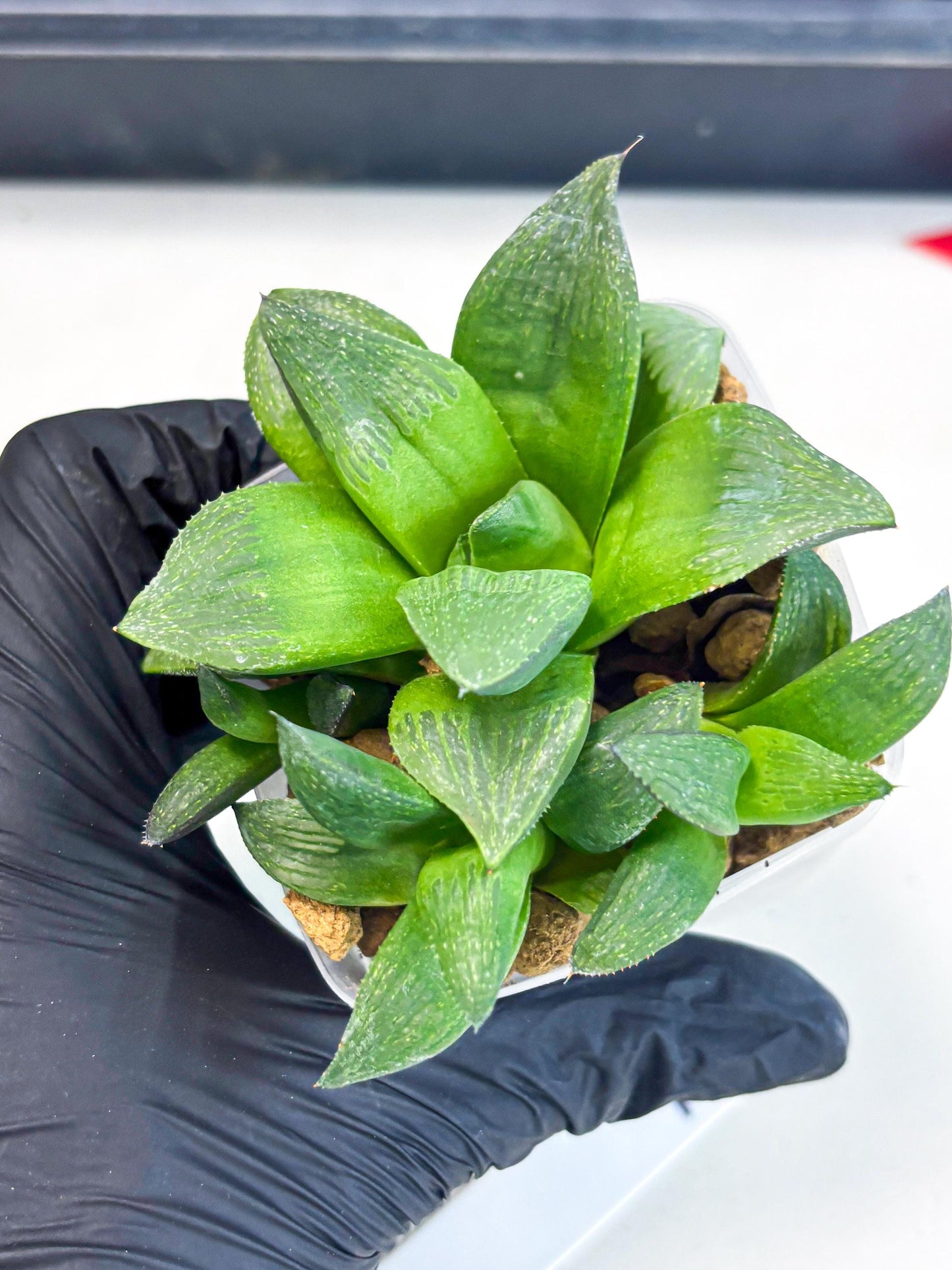Haworthia Stabilo (wa2) (b2) | Rare Succulent