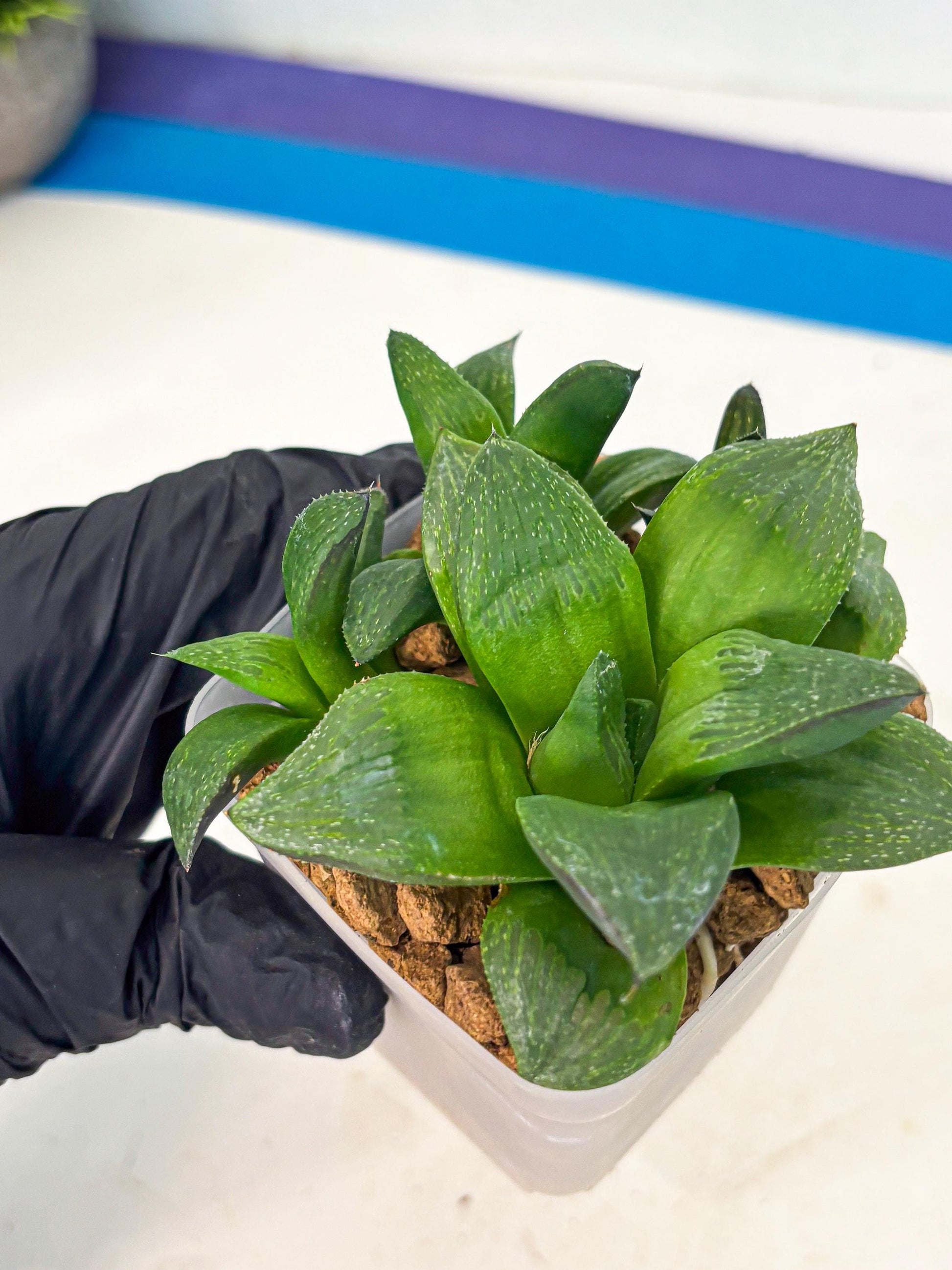 Haworthia Stabilo (wa2) (b2) | Rare Succulent