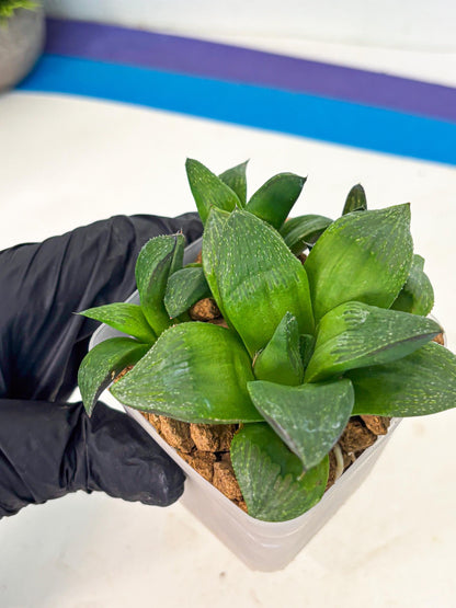 Haworthia Stabilo (wa2) (b2) | Rare Succulent