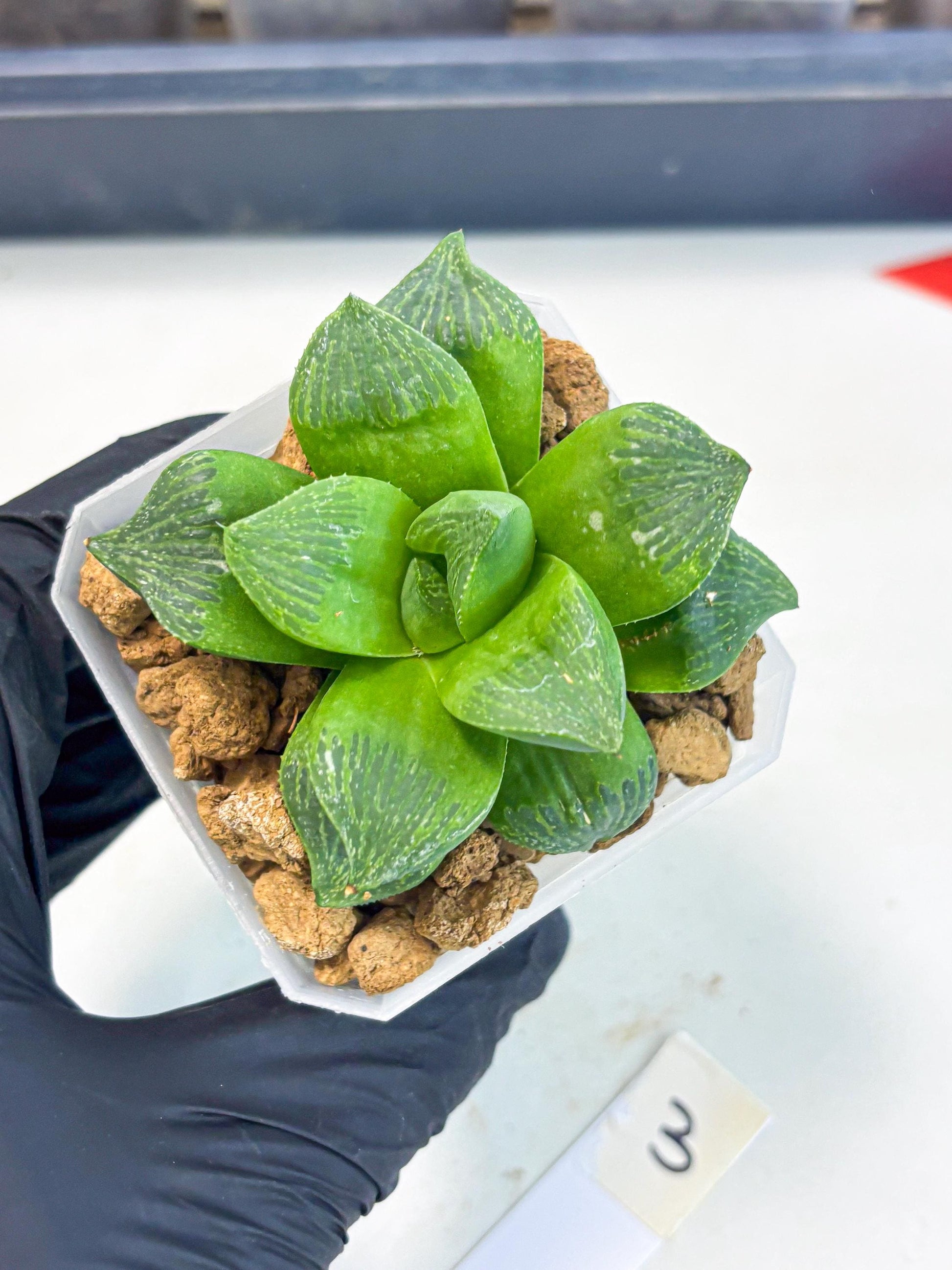 Haworthia Stabilo (wa2) (b3) | Rare Succulent