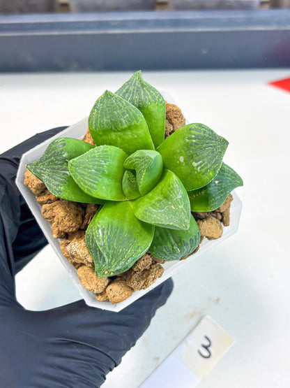 Haworthia Stabilo (wa2) (b3) | Rare Succulent
