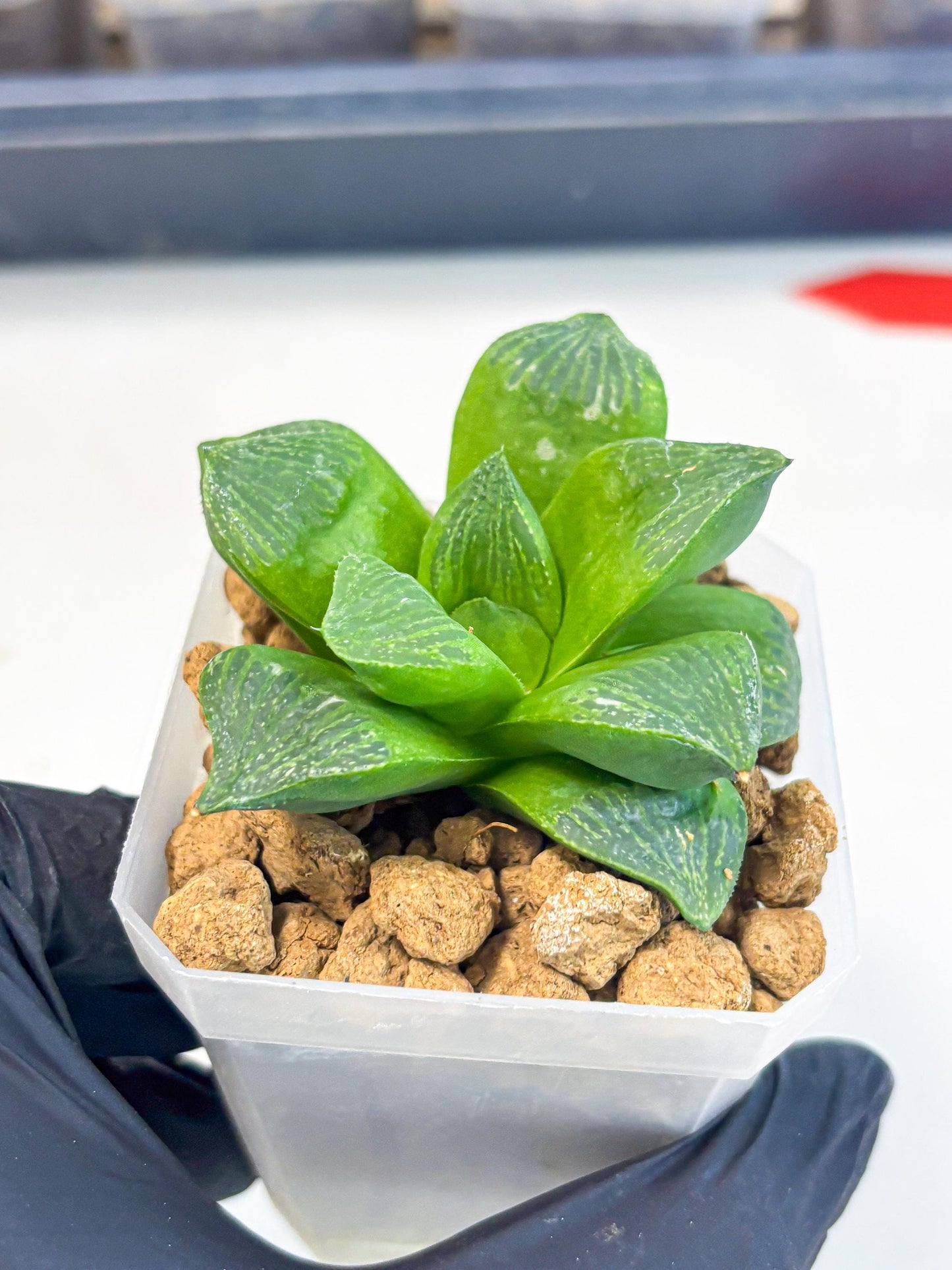 Haworthia Stabilo (wa2) (b3) | Rare Succulent