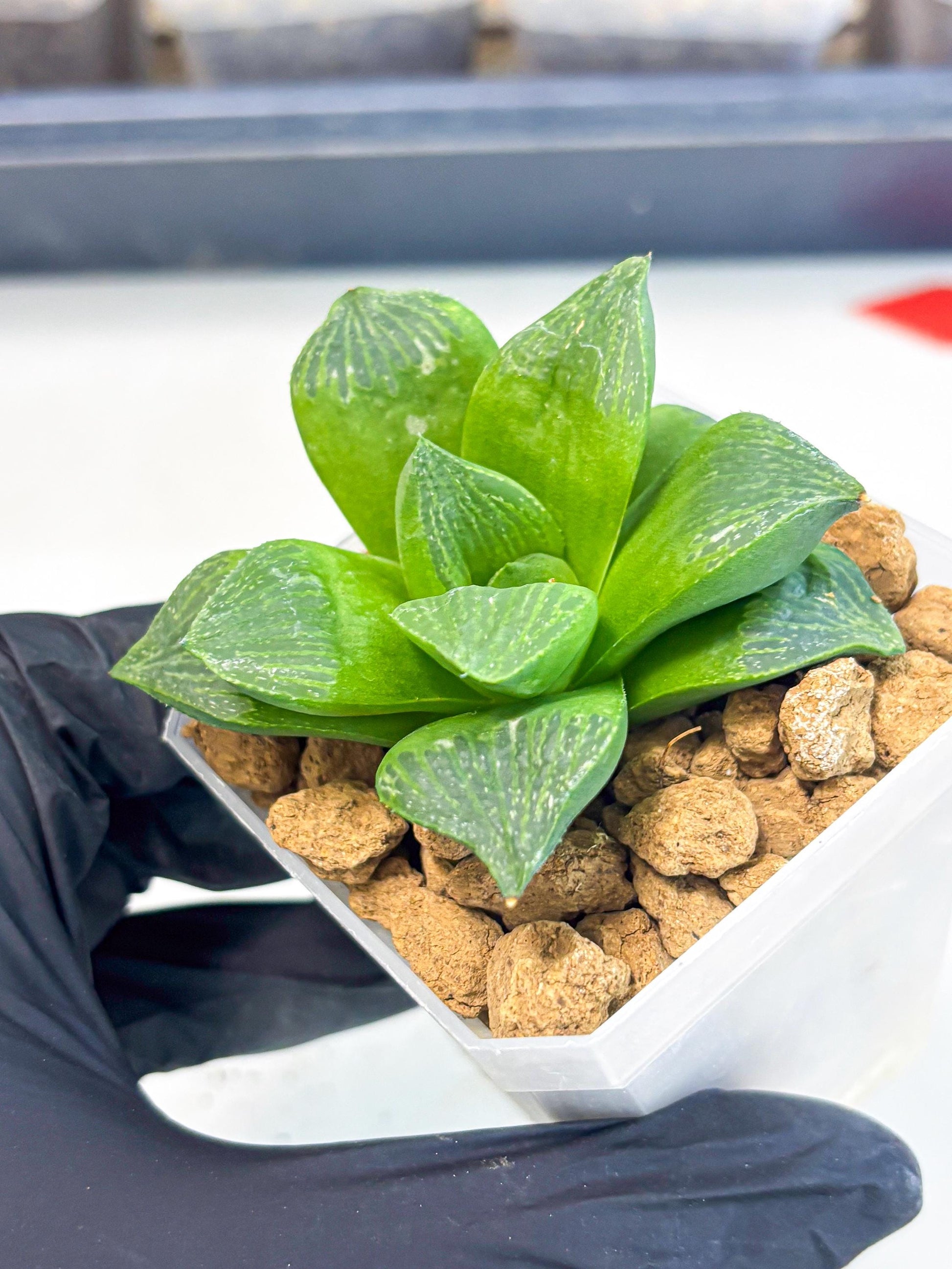 Haworthia Stabilo (wa2) (b3) | Rare Succulent