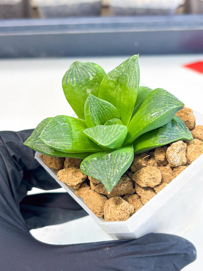 Haworthia Stabilo (wa2) (b3) | Rare Succulent