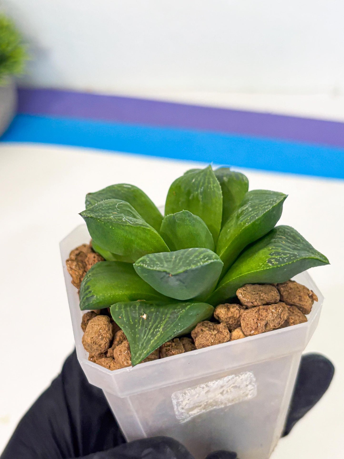 Haworthia Stabilo (wa2) (b3) | Rare Succulent