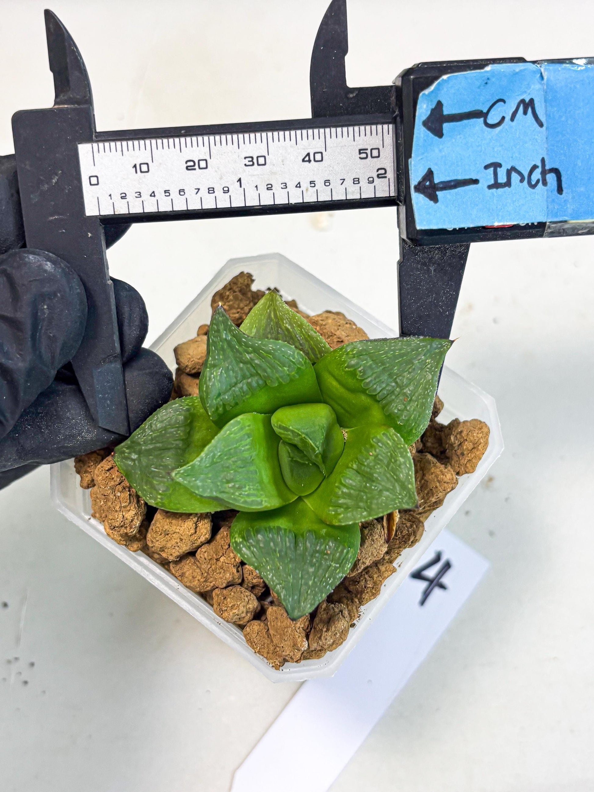 Haworthia Stabilo (wa2) (b4) | Rare Succulent