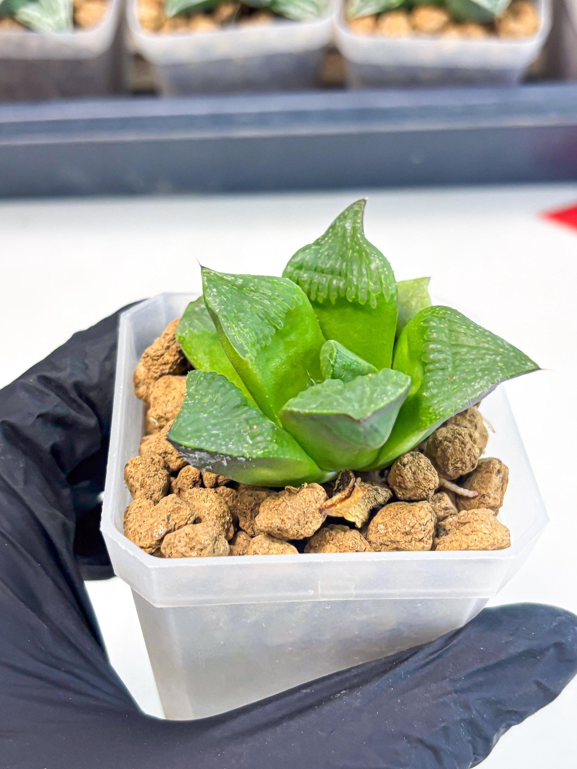 Haworthia Stabilo (wa2) (b4) | Rare Succulent