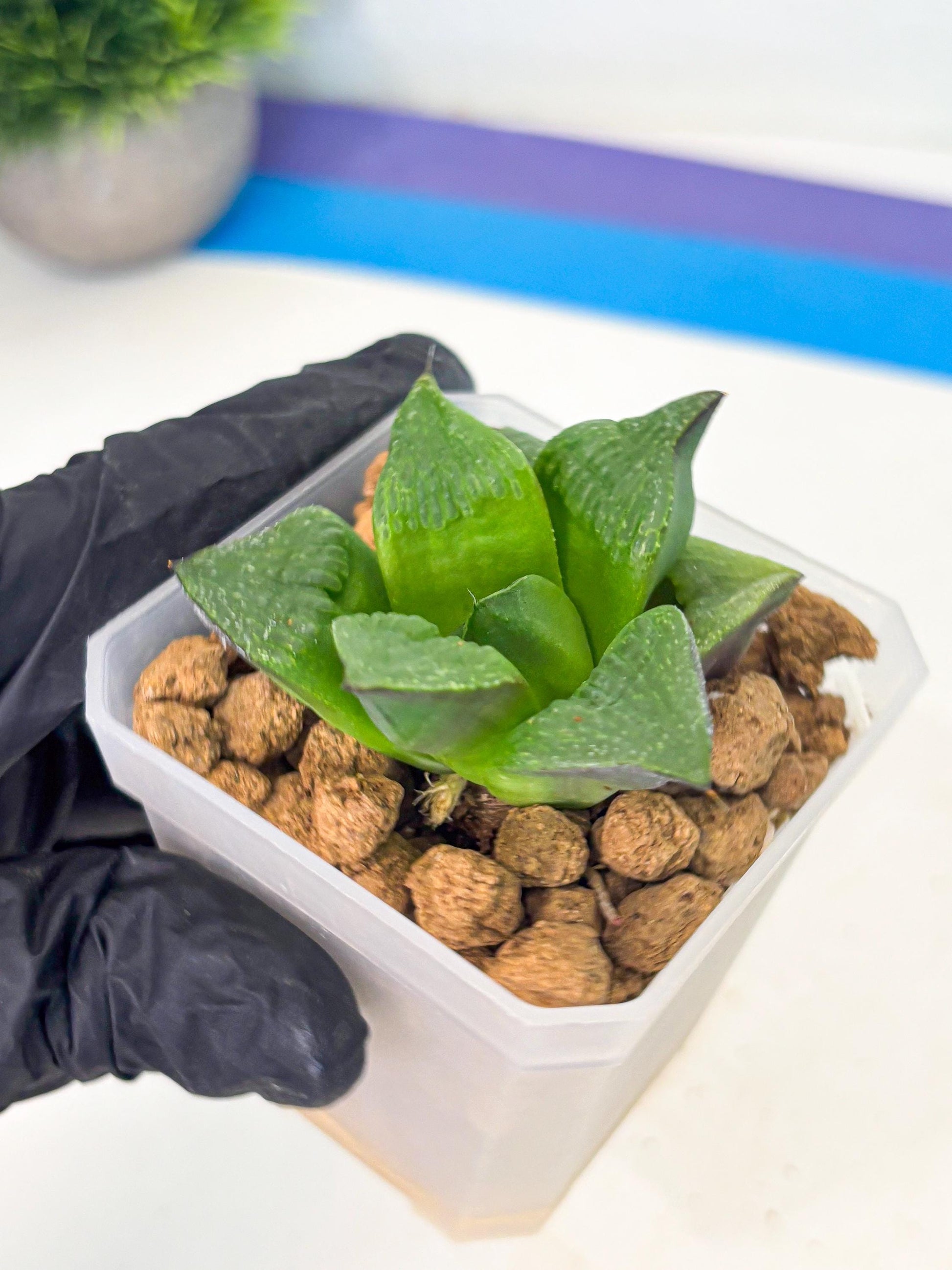 Haworthia Stabilo (wa2) (b4) | Rare Succulent